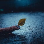 brown dried leaf on black surface